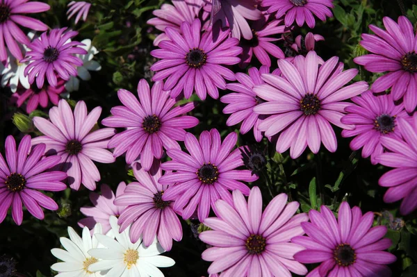 Blomstrande Blommor Blommar Trädgården — Stockfoto