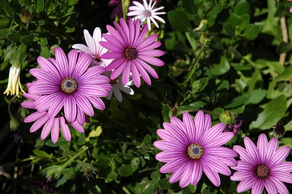 ดอกไม เจร ญเต บโตในสวน — ภาพถ่ายสต็อก