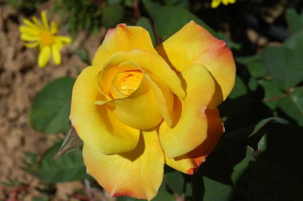 Pétalos Rosa Pétalos Flores Flora Jardín — Foto de Stock