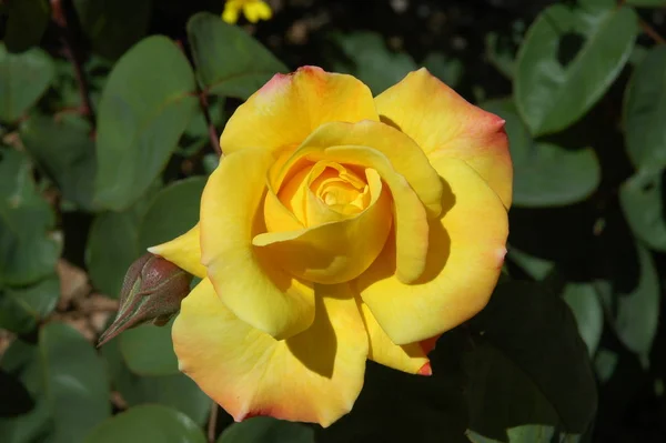 Pétalos Rosa Pétalos Flores Flora Jardín — Foto de Stock