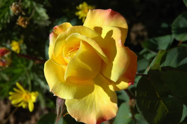 Kelopak Mawar Kelopak Bunga Flora Taman — Stok Foto