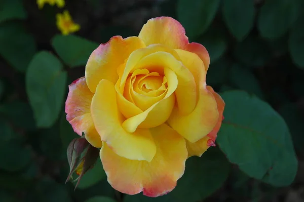 Rosenblätter Spanien — Stockfoto