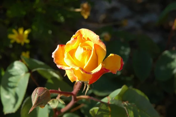 Pétalos Rosa España — Foto de Stock