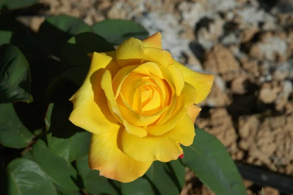 Pétales Rose Espagne — Photo