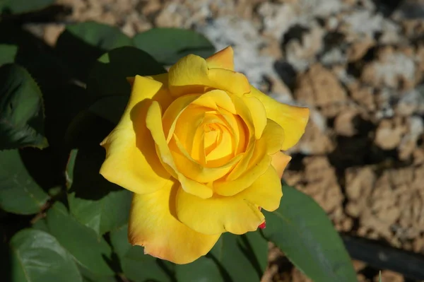 Rosenblätter Spanien — Stockfoto