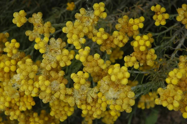 Gelbe Mimosa Blumen Blühen — Stockfoto