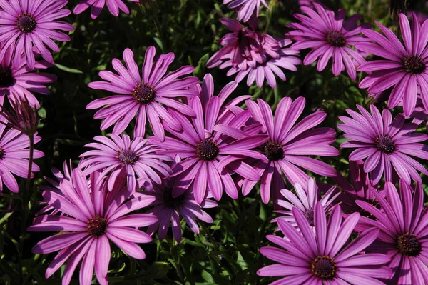 Flourishing Flowers Bloom Garden — Stock Photo, Image