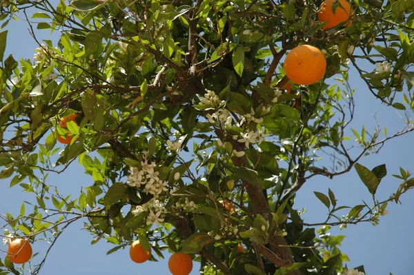 Orange Blossoms Tree Flora — Stock Photo, Image