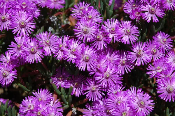 Lente Bloemen Groeien Tuin — Stockfoto