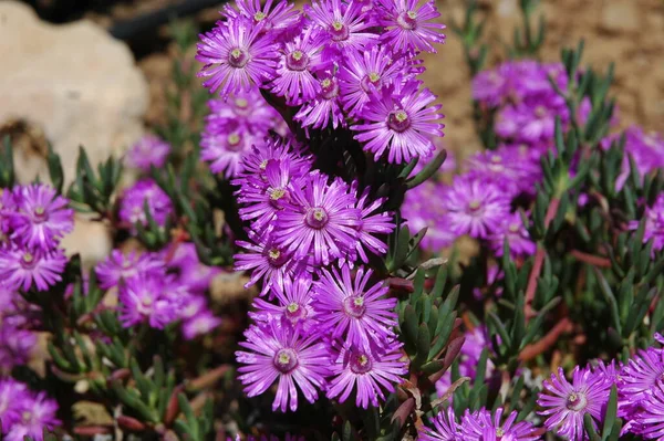 Lente Bloemen Groeien Tuin — Stockfoto