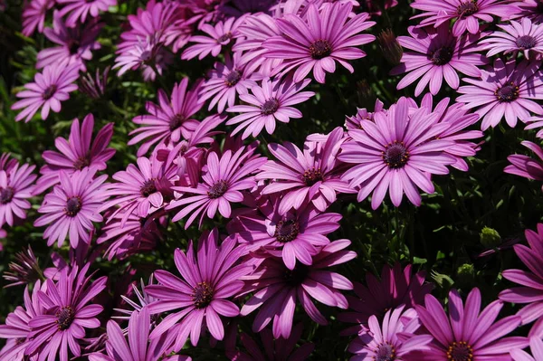 Blomstrande Blommor Blommar Trädgården — Stockfoto