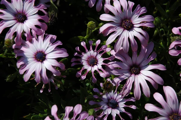 Magaritblomma Spanien — Stockfoto