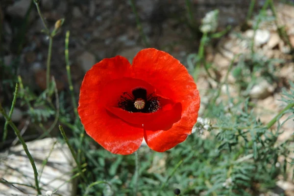 Rode Klaprozen Natuurlijke Achtergrond — Stockfoto