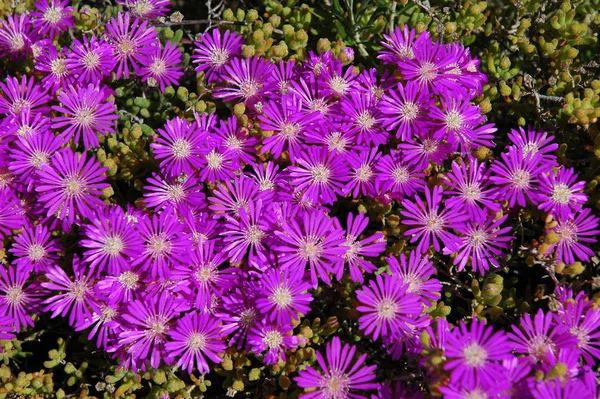 Fleurs Printanières Poussant Dans Jardin — Photo