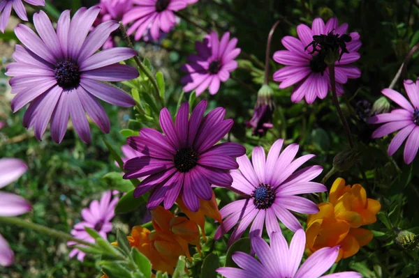 Flourishing Flowers Bloom Garden — Stock Photo, Image