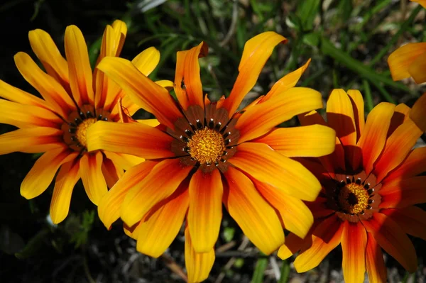 Vårblommor Som Växer Trädgården — Stockfoto