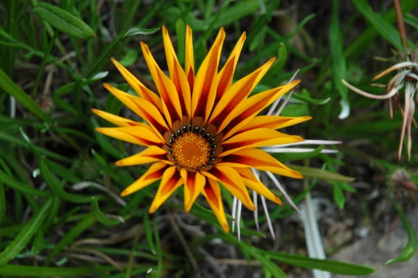 Fiori Primaverili Che Crescono Giardino — Foto Stock