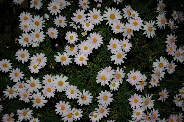 Florescendo Flores Florescem Jardim — Fotografia de Stock