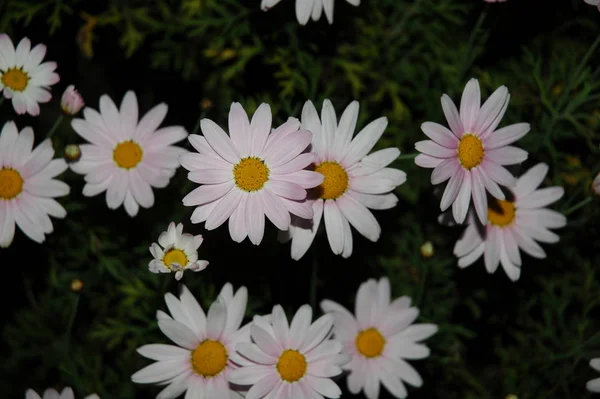 Flourishing Flowers Bloom Garden — Stock Photo, Image