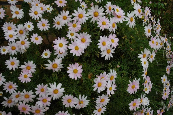 Florescendo Flores Florescem Jardim — Fotografia de Stock