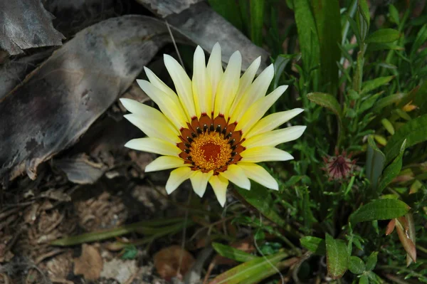 Spring Messengers Spain — Stock Photo, Image