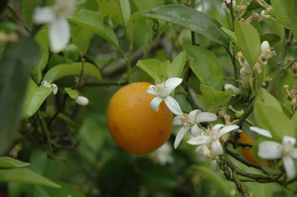 orange blossoms tree, flora