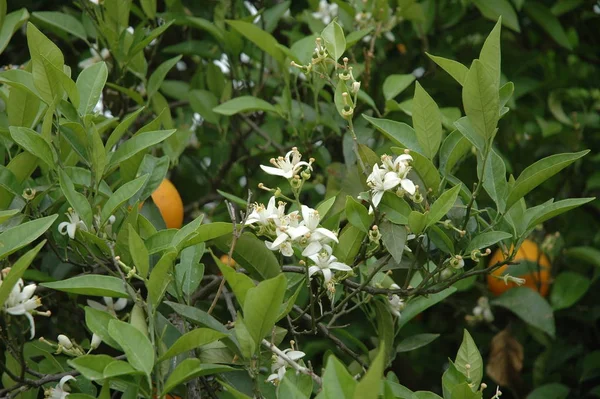 Portakal Ağaçları Flora — Stok fotoğraf