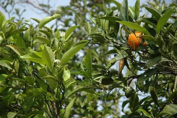 Πορτοκαλιά Φύλλα Καρποί Της Χλωρίδας — Φωτογραφία Αρχείου
