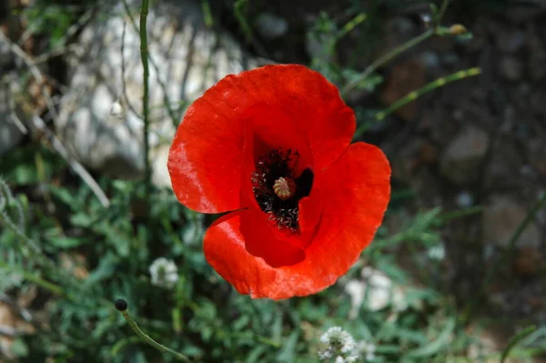 Κόκκινη Παπαρούνα Στα Ισπανικά — Φωτογραφία Αρχείου