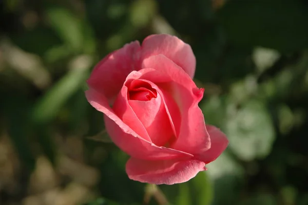 Pétales Rose Pétales Fleurs Flore Dans Jardin — Photo