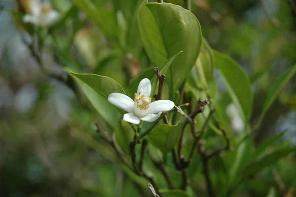 Fleurs Oranger Arbre Flore — Photo