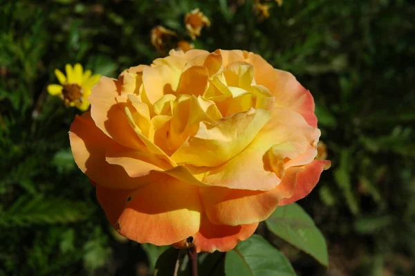 Rosenblätter Blütenblätter Flora Garten — Stockfoto