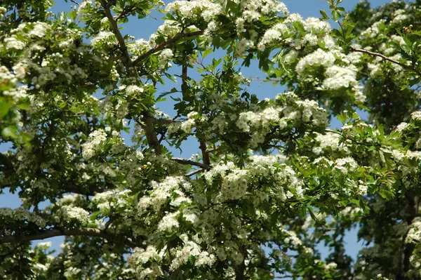 Fiori Diversi Attenzione Selettiva — Foto Stock