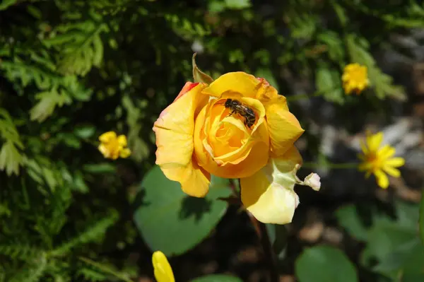 Płatki Róż Płatki Kwiatów Flora Ogrodzie — Zdjęcie stockowe