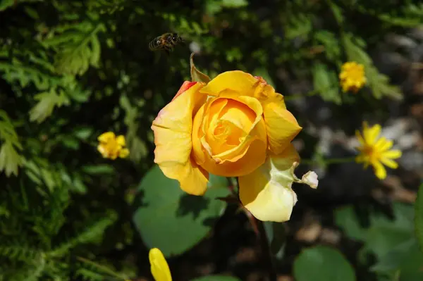 Pétales Rose Pétales Fleurs Flore Dans Jardin — Photo