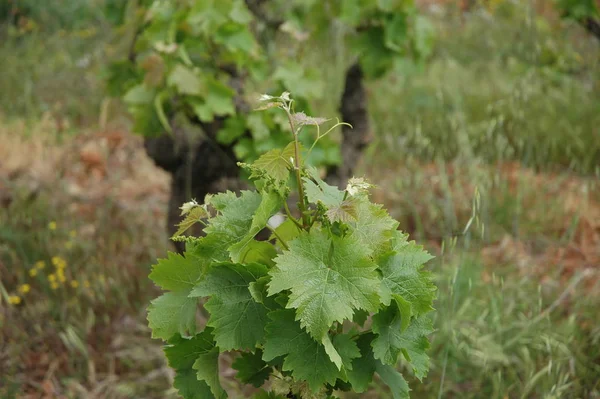 Wijnbouwgebied Aanplant Van Wijngaarden — Stockfoto