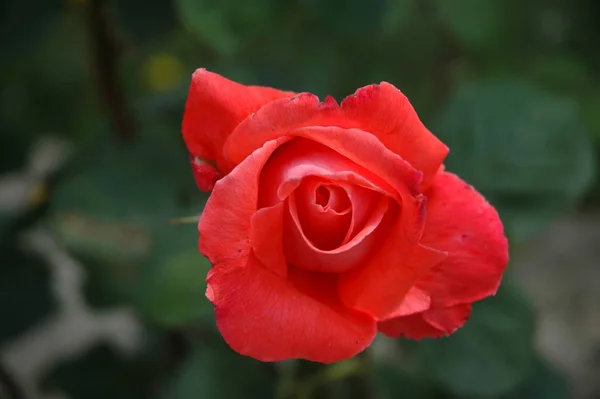 Ruusun Terälehdet Kukan Terälehdet Kasvisto Puutarhassa — kuvapankkivalokuva