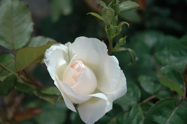 Пелюстки Троянд Пелюстки Квітів Флора Саду — стокове фото