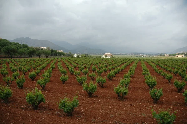 Campo Vinho Plantação Vinha Agrícola — Fotografia de Stock