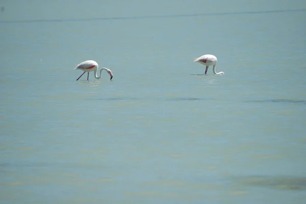 Festői Kilátás Fenséges Flamingók Természetben — Stock Fotó