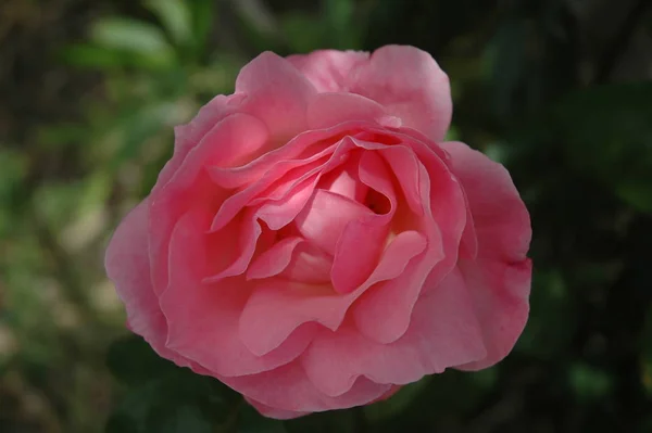 Лепестки Роз Испании — стоковое фото