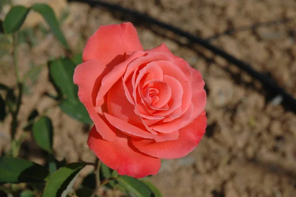 Pétalos Rosa Pétalos Flores Flora Jardín — Foto de Stock