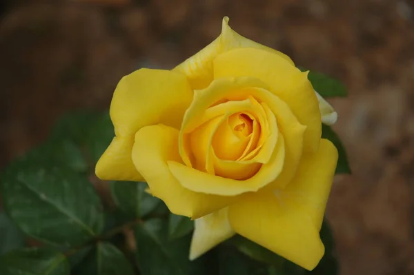 玫瑰花瓣 花花瓣 花园中的植物 — 图库照片