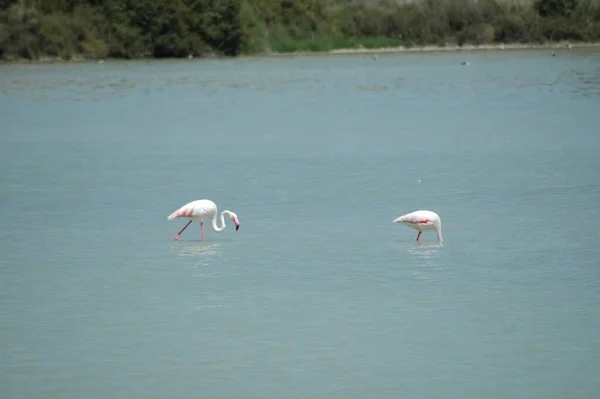 Vue Panoramique Des Flamants Roses Majestueux Nature — Photo