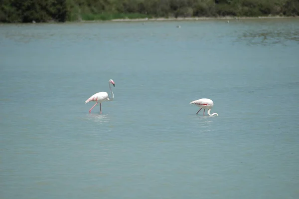 Vacker Utsikt Över Majestätiska Flamingos Naturen — Stockfoto