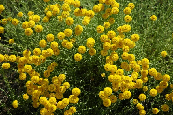 Voorjaarsbloemen Spanje Costa Blanca — Stockfoto