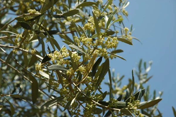 Оливковое Дерево Цвету Коста Бланка Испания — стоковое фото