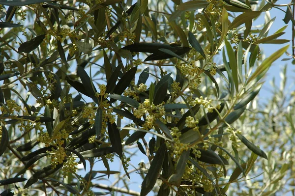 Oliventre Blomst Costa Blanca Spain – stockfoto