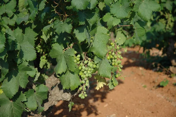 Raisins Sur Vigne Grappes Raisins — Photo