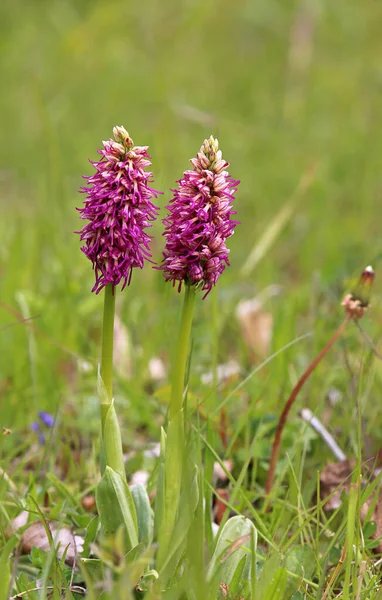 monkeys-orchid simia vom liliental in the kaiserstuhl